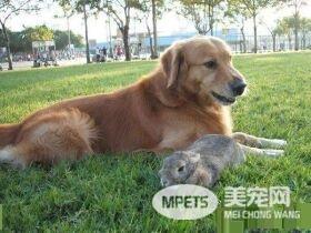 14岁黄金猎犬离世前 喵星人妹妹伸手告别