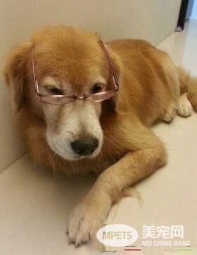 14岁黄金猎犬离世前 喵星人妹妹伸手告别