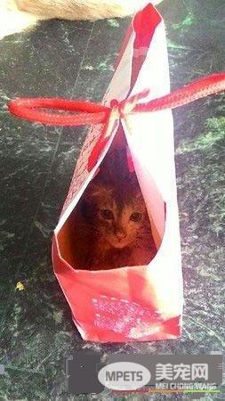 14岁黄金猎犬离世前 喵星人妹妹伸手告别