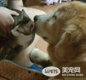 14岁黄金猎犬离世前 喵星人妹妹伸手告别