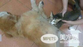 14岁黄金猎犬离世前 喵星人妹妹伸手告别