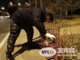 现实版的忠犬八公！小狗苦等车祸身亡女主人80天