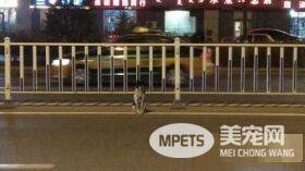 现实版的忠犬八公！小狗苦等车祸身亡女主人80天