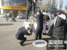 现实版的忠犬八公！小狗苦等车祸身亡女主人80天