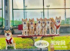 超萌柴柴军团出动！每只都有阳光般的笑容超治愈