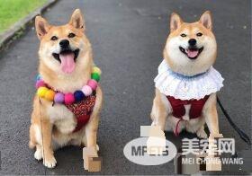 超萌柴柴军团出动！每只都有阳光般的笑容超治愈