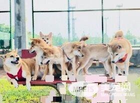 超萌柴柴军团出动！每只都有阳光般的笑容超治愈