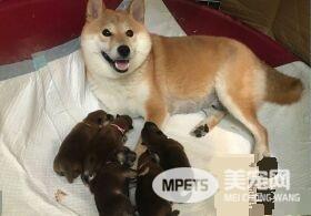 超萌柴柴军团出动！每只都有阳光般的笑容超治愈