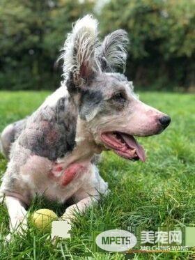 拥有特色招牌耳朵的狗狗 却因年纪大无人收养