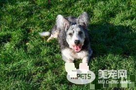 拥有特色招牌耳朵的狗狗 却因年纪大无人收养