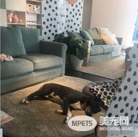 意大利IKEA的暖心德政!开放卖场冬季让流浪狗避寒