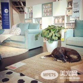 意大利IKEA的暖心德政!开放卖场冬季让流浪狗避寒