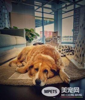 意大利IKEA的暖心德政!开放卖场冬季让流浪狗避寒