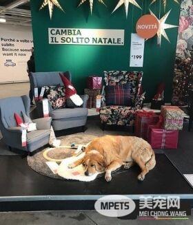 意大利IKEA的暖心德政!开放卖场冬季让流浪狗避寒