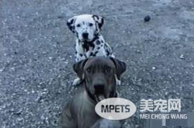 萌狗傻傻听不懂主人指令 同伴无奈当场动手教学