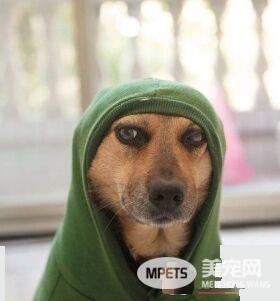 被邻居呛：养狗干嘛？ 至少狗狗永远不会背叛你