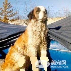 狗狗被卡冻冰上 救援队帮助脱困后又放回街头