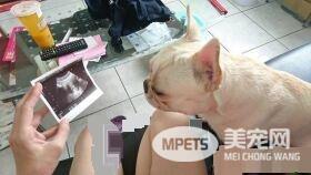 气到发抖！超萌法斗以为妈妈被欺负