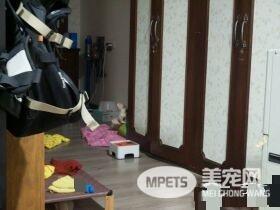 气到发抖！超萌法斗以为妈妈被欺负