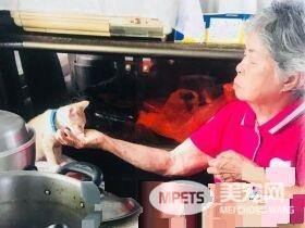 双双怕猫的阿公和阿嬷 最终还是被猫被收服