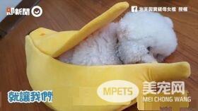 超萌的比熊犬爬进大香蕉休息  网友错认为是棉花