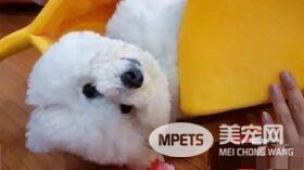 超萌的比熊犬爬进大香蕉休息  网友错认为是棉花