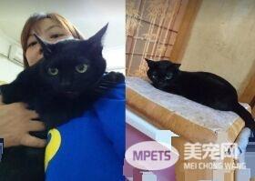 黑猫超爱爸爸 跳到人家肩膀上舔头顶不停撒娇