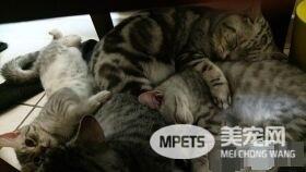 超级奶爸短毛猫 父代母职举脚耐心让女儿喝奶