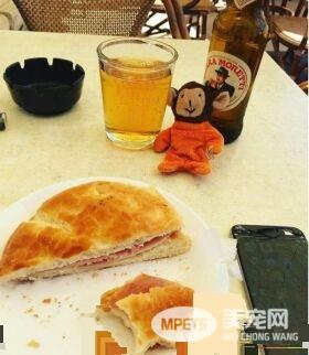 主人出门旅猫咪不舍主人 将爱心娃娃丢给主人