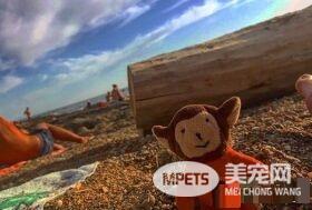 主人出门旅猫咪不舍主人 将爱心娃娃丢给主人