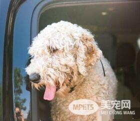 惨遇车祸！痛失母亲的莎曼珊辗转找回爱犬