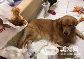 超搞笑！黄金猎犬的拿手绝活每接必漏