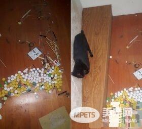 猫咪百香果爱收藏   一大堆瓶盖正在被集齐