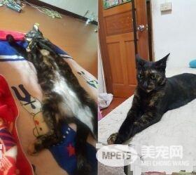 猫咪百香果爱收藏   一大堆瓶盖正在被集齐