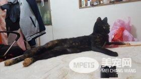 猫咪百香果爱收藏   一大堆瓶盖正在被集齐