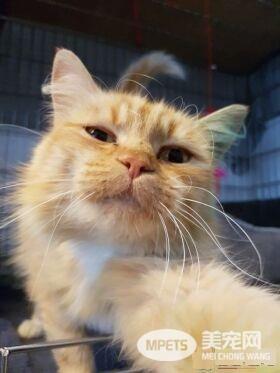 看！一位工作在猫咪收容所的女生对猫咪的爆料