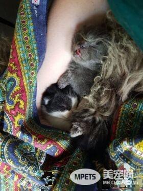 看！一位工作在猫咪收容所的女生对猫咪的爆料