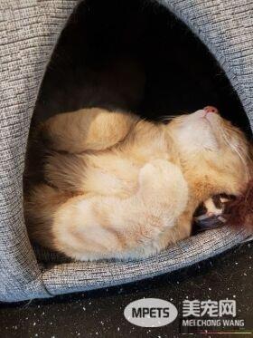看！一位工作在猫咪收容所的女生对猫咪的爆料