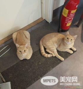 看！一位工作在猫咪收容所的女生对猫咪的爆料