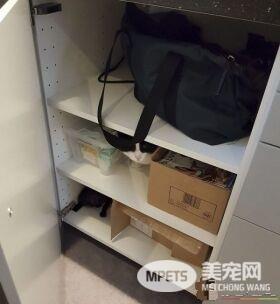 看！一位工作在猫咪收容所的女生对猫咪的爆料