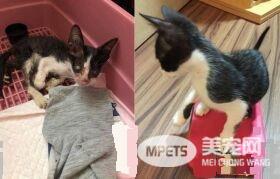 好奇！给妈妈敷猫面膜的比比是为了安全感么
