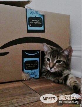 痛失好友的黄金猎犬 缘分让他捡到另一个孤单的灵魂