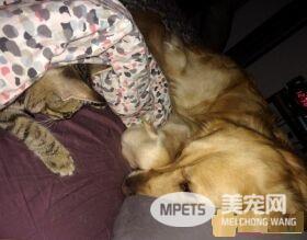 痛失好友的黄金猎犬 缘分让他捡到另一个孤单的灵魂