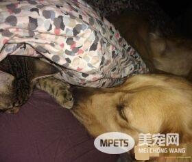 痛失好友的黄金猎犬 缘分让他捡到另一个孤单的灵魂