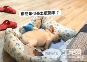 超可爱小法斗碰床瞬间晕倒 充电1秒起来继续嗨
