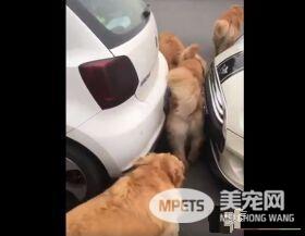 胖胖毛小孩超可爱   可爱的同时不能忘记健康隐患