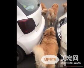 胖胖毛小孩超可爱   可爱的同时不能忘记健康隐患