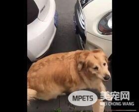 胖胖毛小孩超可爱   可爱的同时不能忘记健康隐患