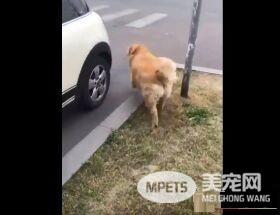 胖胖毛小孩超可爱   可爱的同时不能忘记健康隐患