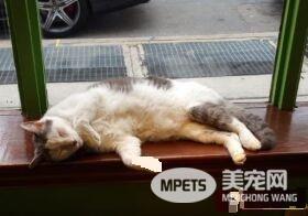 超专业的房仲猫咪 不仅接待客人还会陪签约